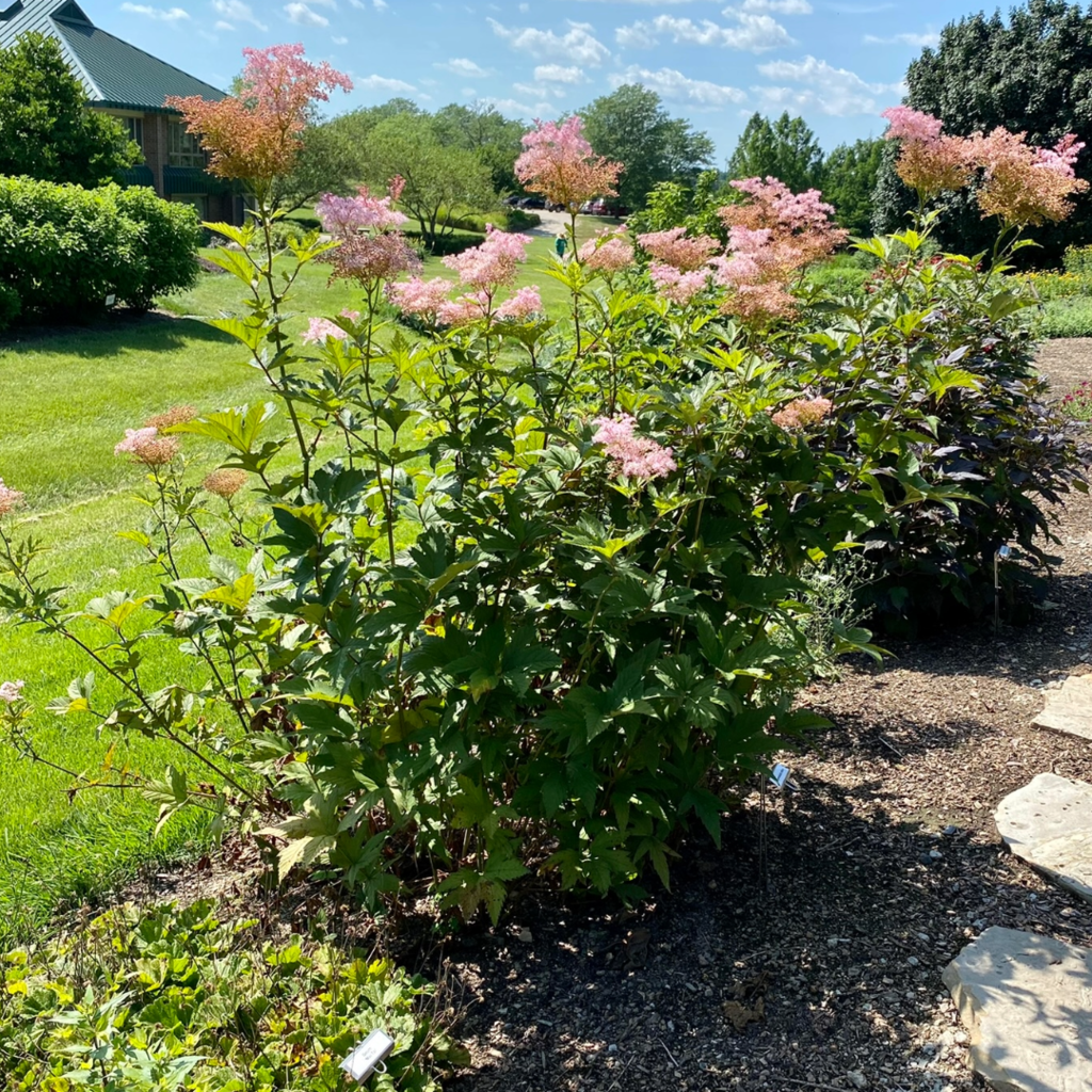 Reine des prés (Filipendula rubra) - Aménagement -