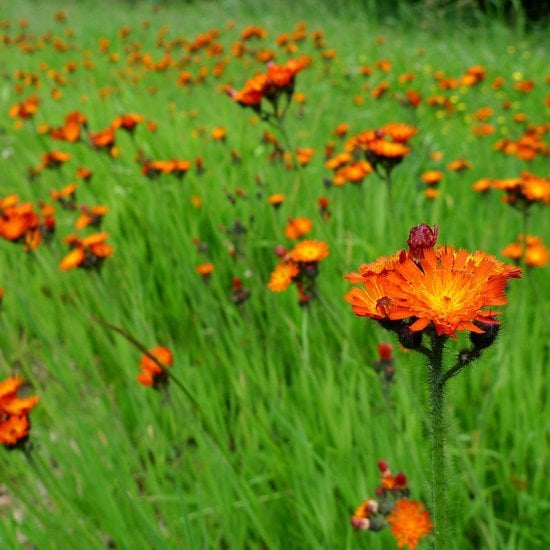 Épervière orangée (Hieracium aurantiacum) - Aménagement -