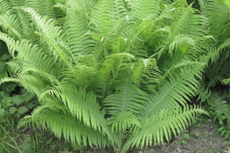 Athyrie fougère-femelle (Athyrium filix-femina) - Common Lady Fern - Apprentissage -