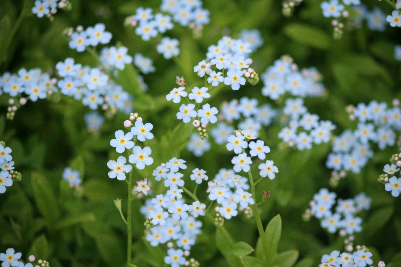 Myosotis laxiflore (Myosotis laxa) - Aménagement -