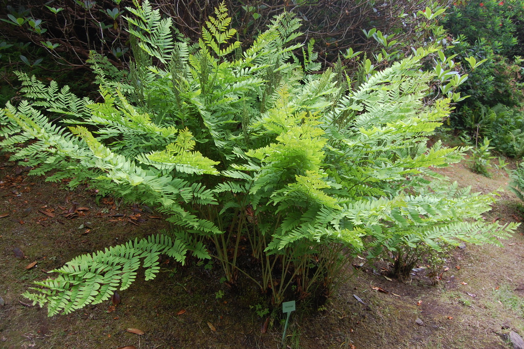 Osmonde Royale (Osmunda regalis) - Royal Fern – Fiche produit | Osmonde Royale (Osmunda regalis) - Royal Fern - Fiche produit -
