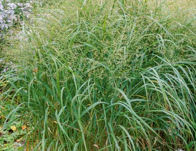 Panic Raide (Panicum virgatum) - Switchgrass - Apprentissage -