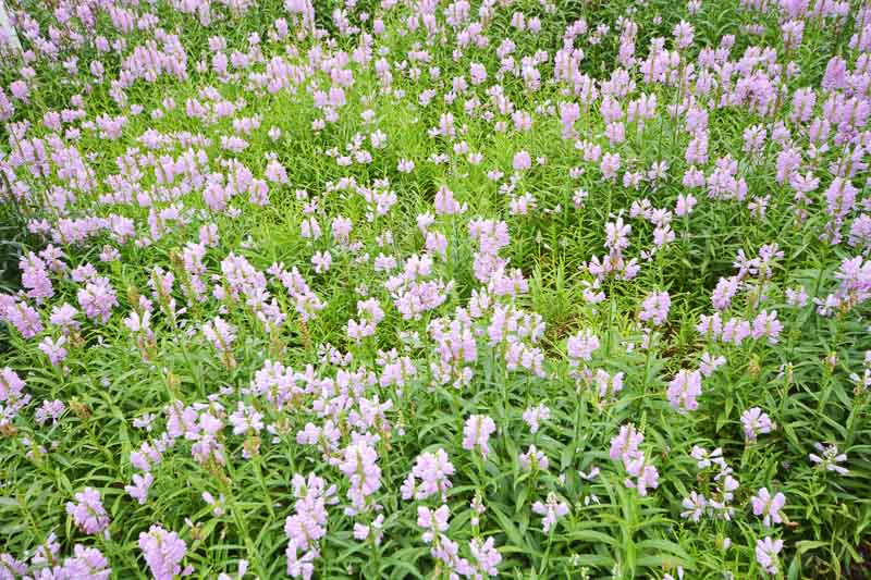 Physostégie de Virginie (Physostegia virginiana) - Apprentissage -