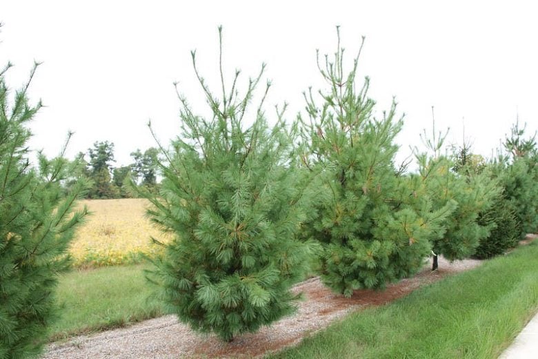 Pin Blanc (Pinus strobus) - Eastern White Pine - Apprentissage -