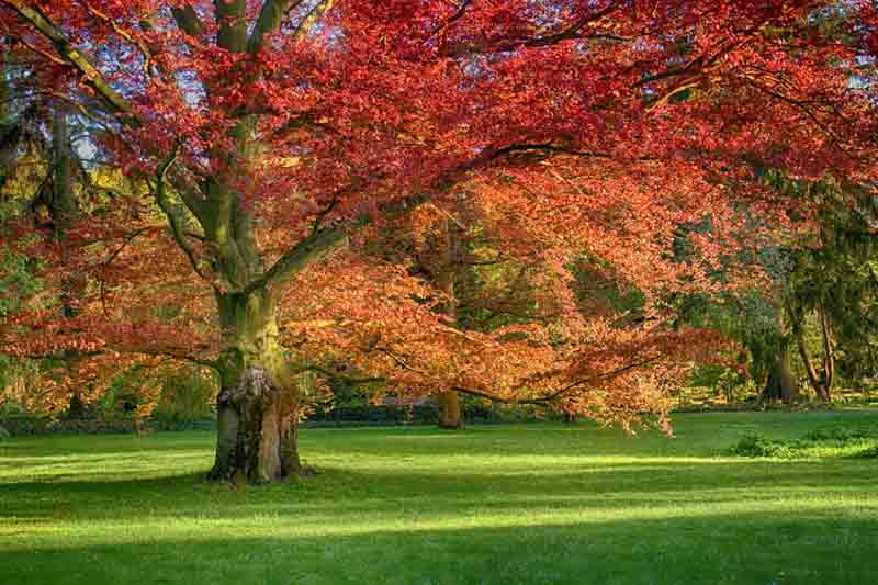 Chêne Rouge (Quercus rubra) - Red Oak - Aménagement -