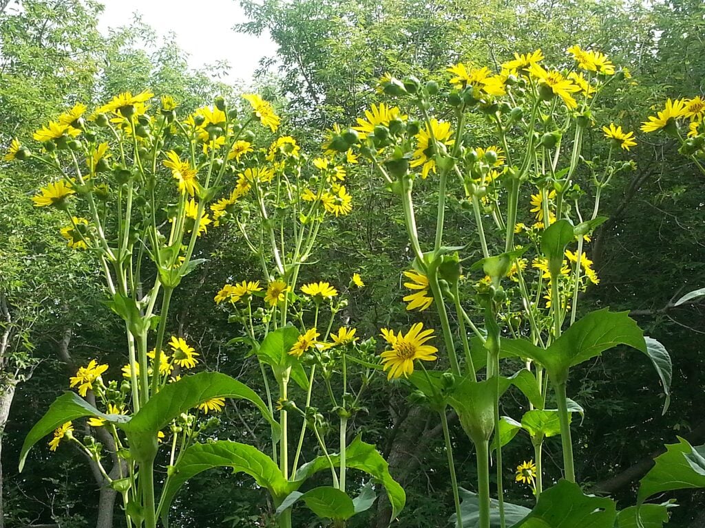 Silphe Perfolié (Silphium perfoliatum) – Aménagement | Silphe Perfolié (Silphium perfoliatum) - Aménagement -