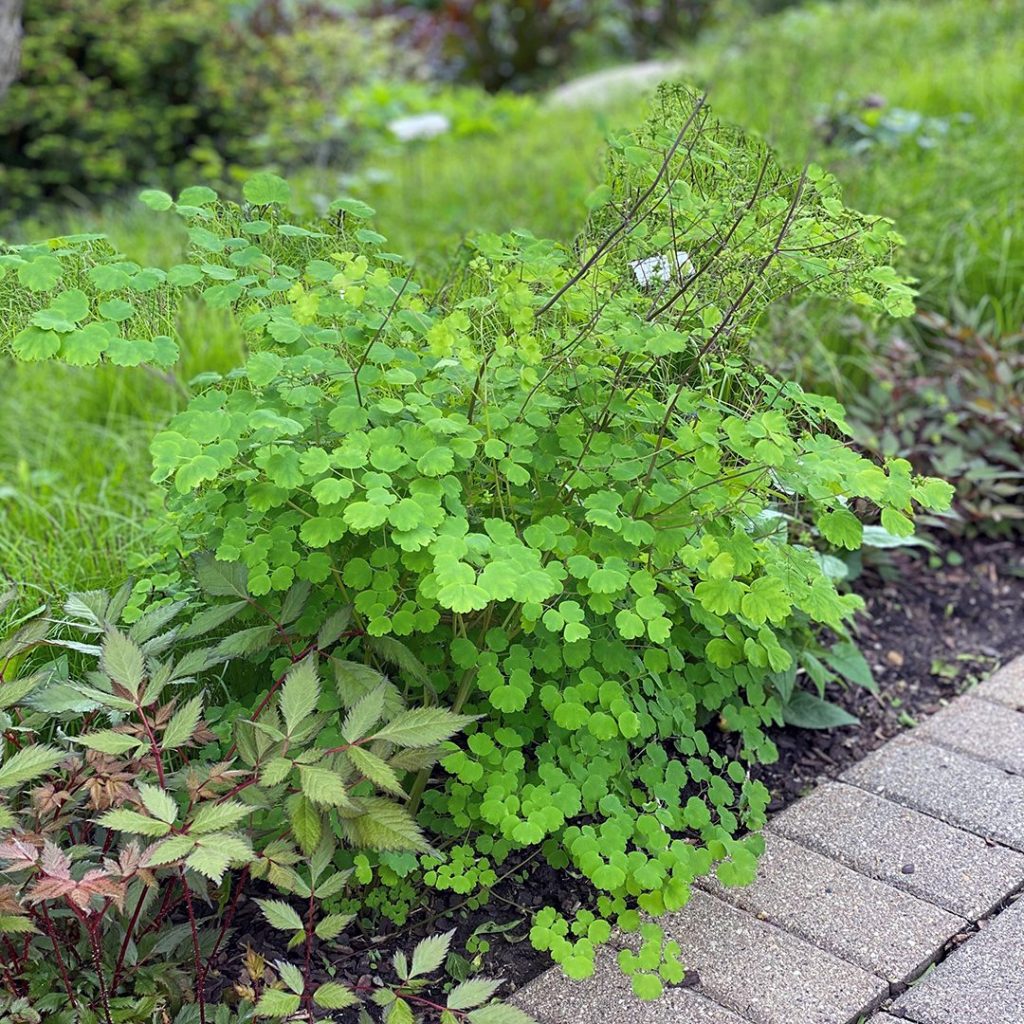 Pigamon dioïque (Thalictrum dioicum) - Apprentissage -