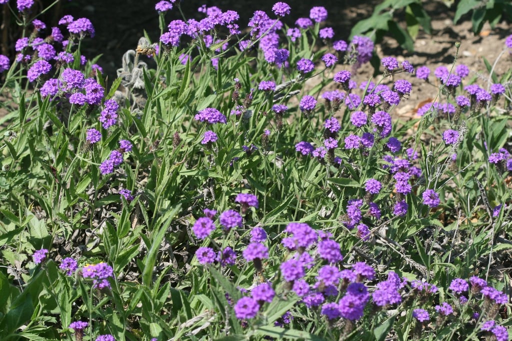 Verveine Rugueuse (Verbena rigida) : L'Éclat Facile et Généreux des Coins Ombragés - Apprentissage -