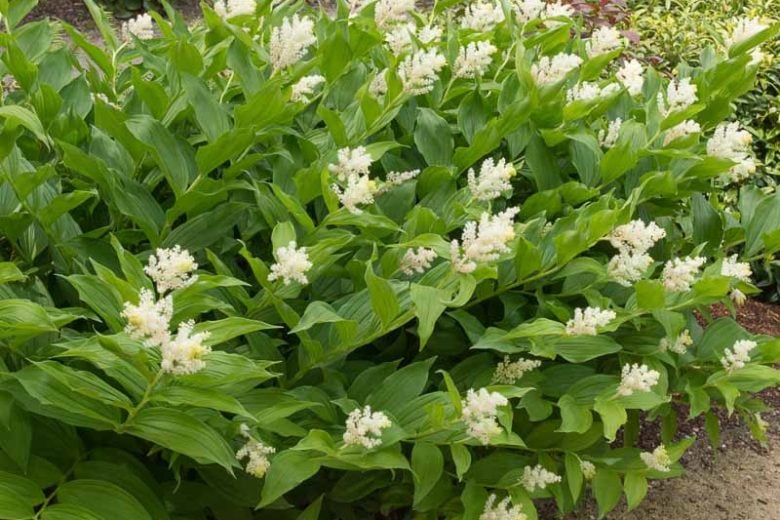 Smilacine à grappes : - Le saviez-vous -