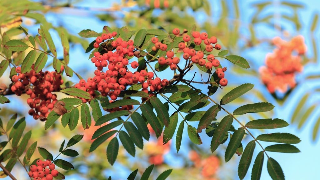 Sorbier d'Amérique (Sorbus americana) - American Mountainash - Aménagement -