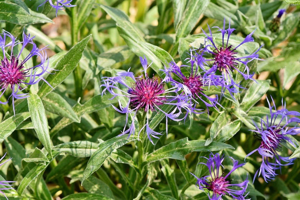 Bleuets : Héritage Floral à Cultiver et Protéger – Aménagement | Bleuets : Héritage Floral à Cultiver et Protéger - Aménagement -
