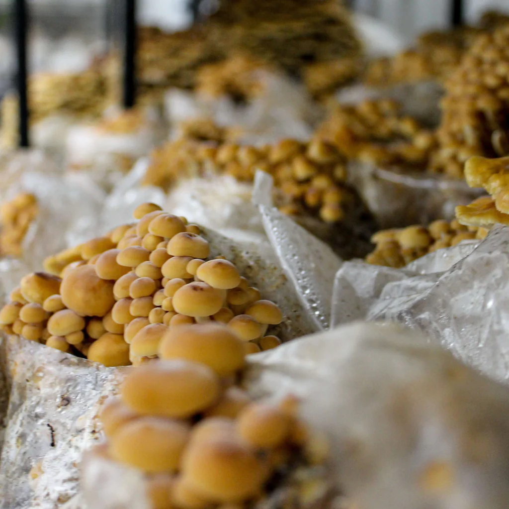 Une Aventure Champignonnière à Domicile : Cultivez vos Propres Champignons avec Facilité - Apprentissage -