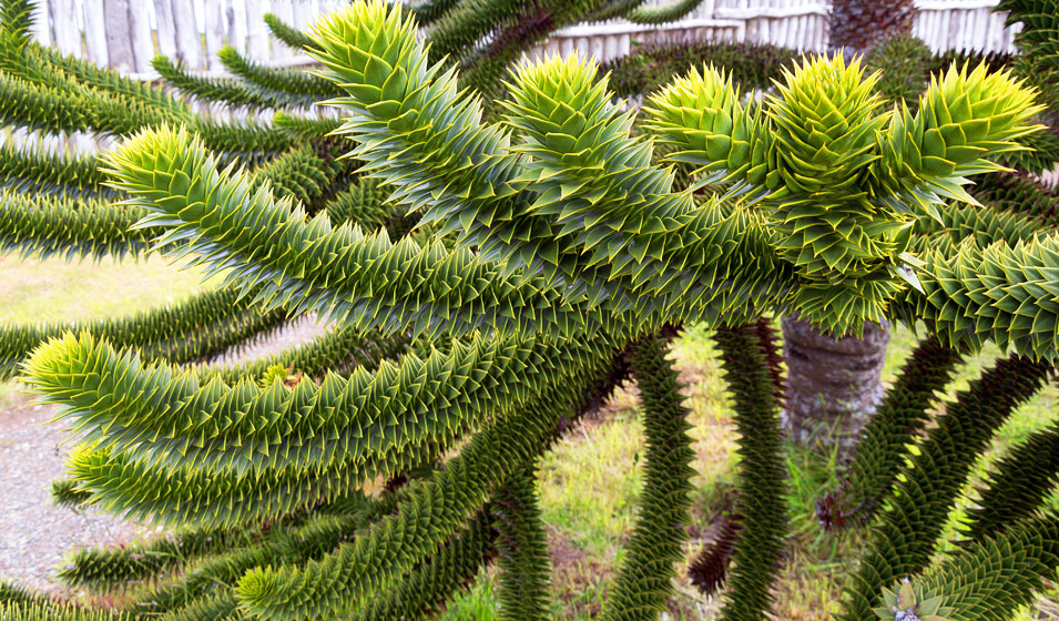 Araucaria : Un Conifère Exotique au Jardin - Apprentissage -