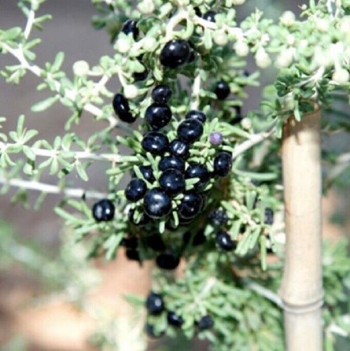 Goji Noir (lycium ruthenicum) - Apprentissage -