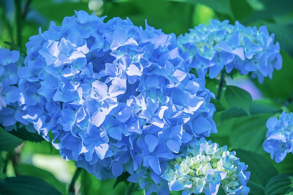 Découvrez les Hydrangeas Arbustifs : Variétés et Conseils pour un Jardin Éclatant - Aménagement -