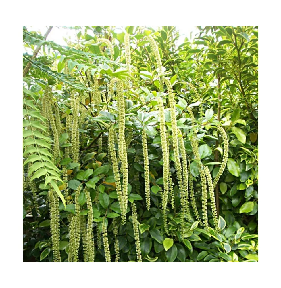 À la Découverte de l'Itea ilicifolia : Un Arbuste Élégant aux Feuilles de Houx - Apprentissage -