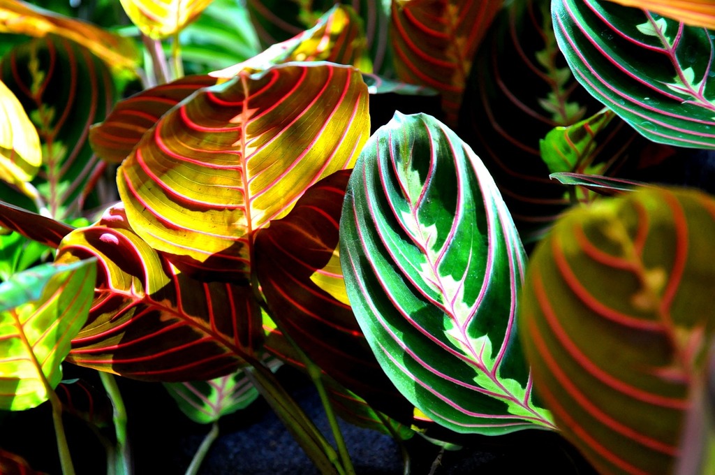 Maranta : Des Plantes Tropicales Exquises pour Embellir Vos Intérieurs – Apprentissage | Maranta : Des Plantes Tropicales Exquises pour Embellir Vos Intérieurs - Apprentissage -