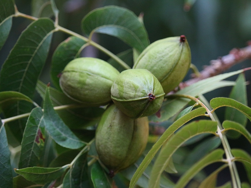 Carya illinoinensis : Le Pacanier, Trésor Arboricole - Apprentissage -