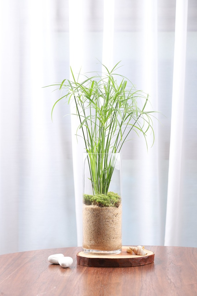 Concevez votre propre Jardin en Bocal : Créer un Terrarium Unique - Apprentissage -