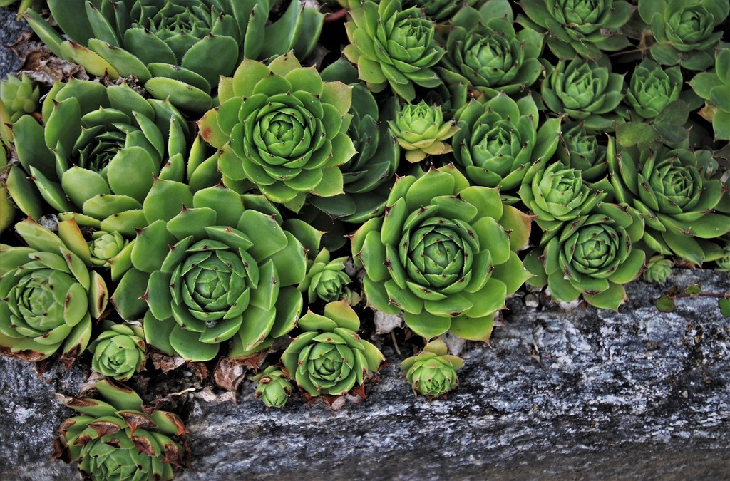 Aeonium : Plantes Succulentes aux Rosettes Étonnantes – Apprentissage | Aeonium : Plantes Succulentes aux Rosettes Étonnantes - Apprentissage -