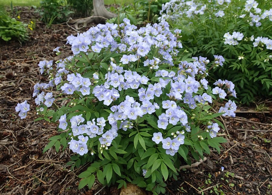 Polémoine rampante (Polemonium reptans) – Fiche produit | Polémoine rampante (Polemonium reptans) - Fiche produit -
