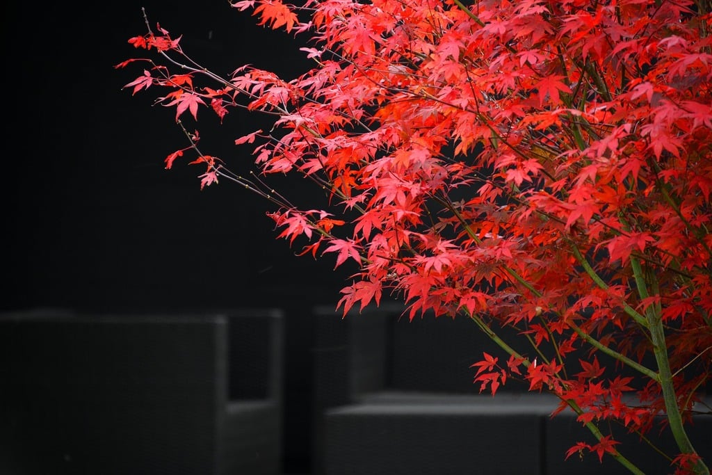 Érable Rouge (Acer rubrum) - Red Maple – Uncategorized | Érable Rouge (Acer rubrum) - Red Maple - Uncategorized -