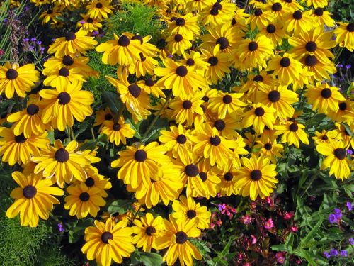 Rudbeckie laciniée (Rudbeckia laciniata) – Apprentissage | Rudbeckie laciniée (Rudbeckia laciniata) - Apprentissage -