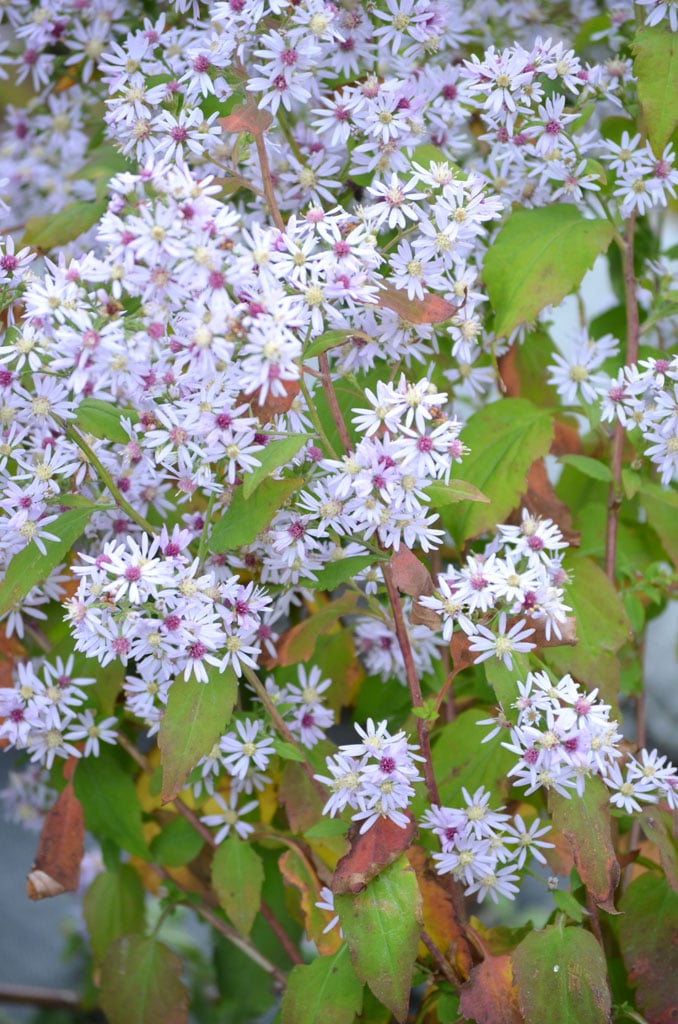 Aster cordifolié (Symphyotrichum cordifolium) - Apprentissage -