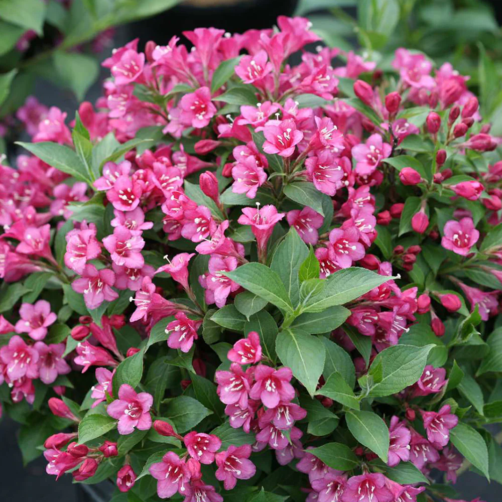 Weigelia : Splendeur Printanière dans votre Jardin – Apprentissage | Weigelia : Splendeur Printanière dans votre Jardin - Apprentissage -
