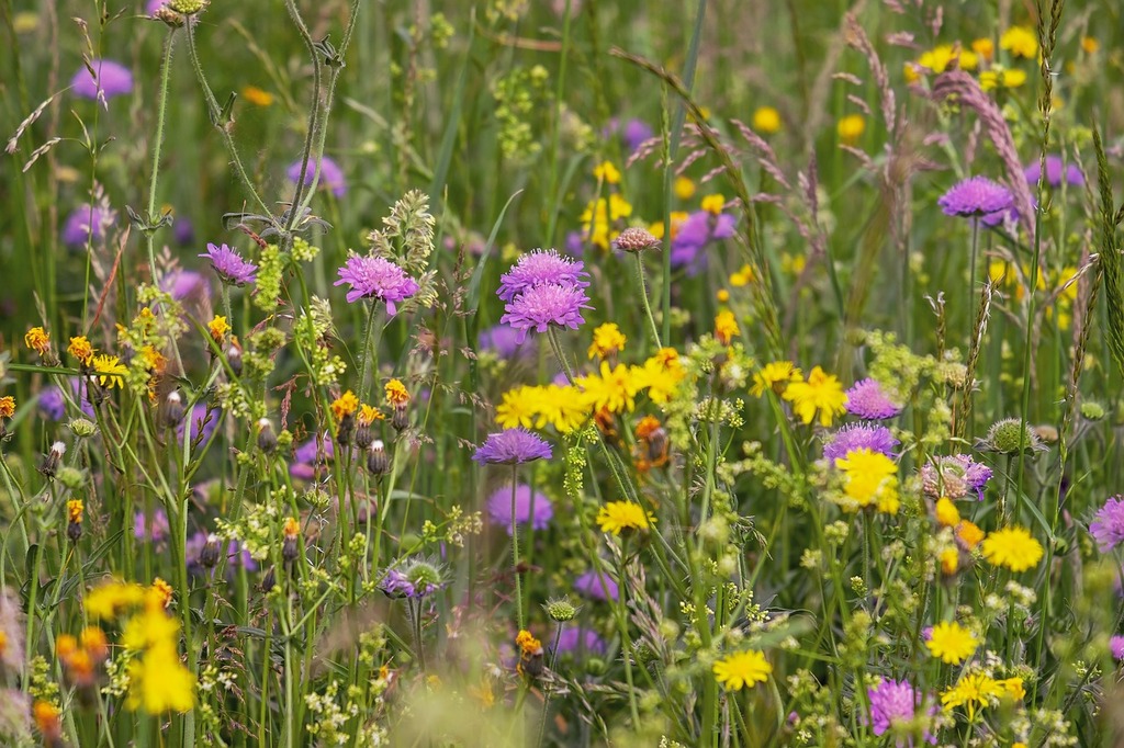 Mauvaises Herbes : Comprendre, Maîtriser et Coexister – Le saviez-vous | Mauvaises Herbes : Comprendre, Maîtriser et Coexister - Le saviez-vous -