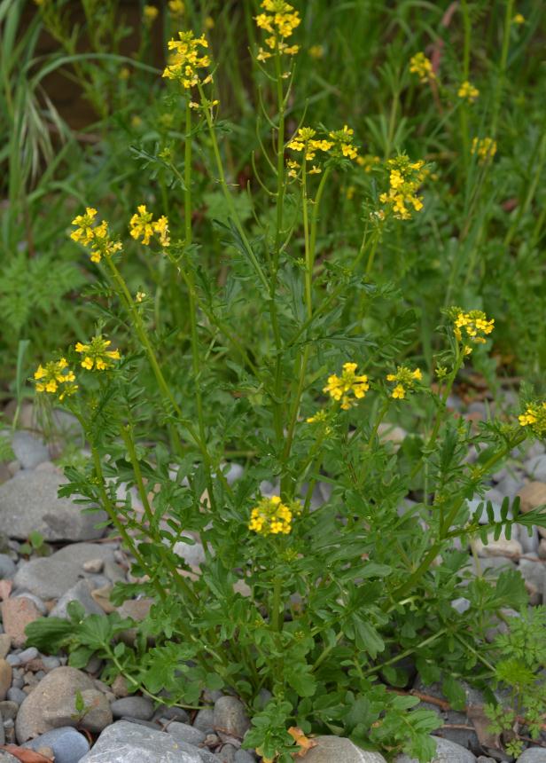 Cresson de Jardin : Cultiver, Récolter et Entretenir cette Plante Rustique - Apprentissage -