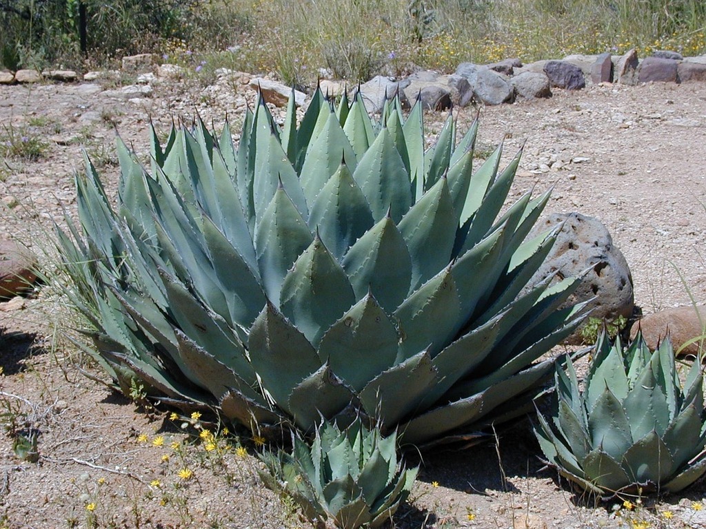 Agave : Splendeur Succulente, Éternelle Séduction - Aménagement -