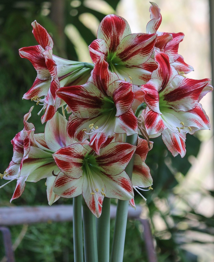 Conseils pour Faire Refleurir votre Amaryllis - Fleur -