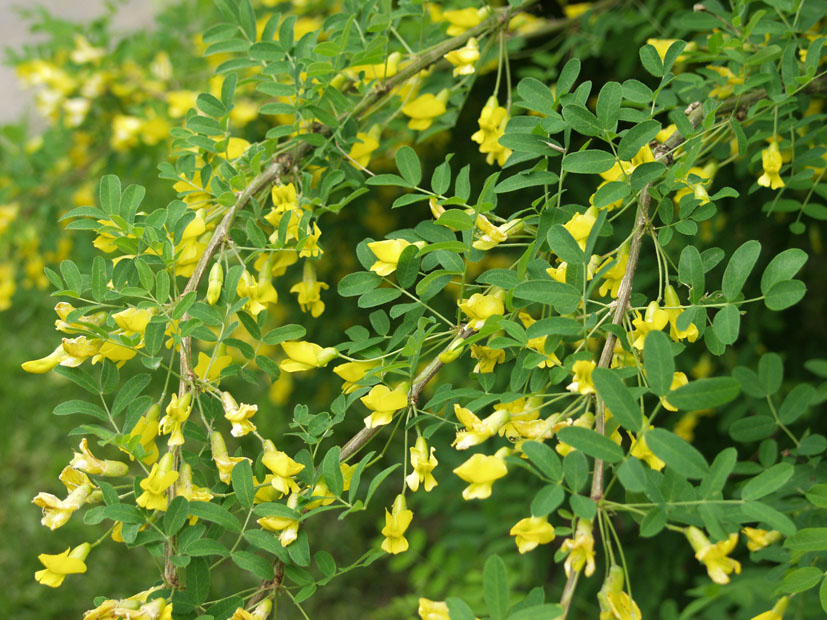 Caragana arborescens : L'Acacia Jaune, un Atout Polyvalent pour le Jardin - Haie -