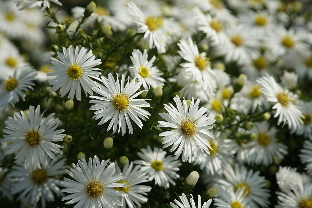 Éclat Automnal : La Saison des Asters - Aménagement -