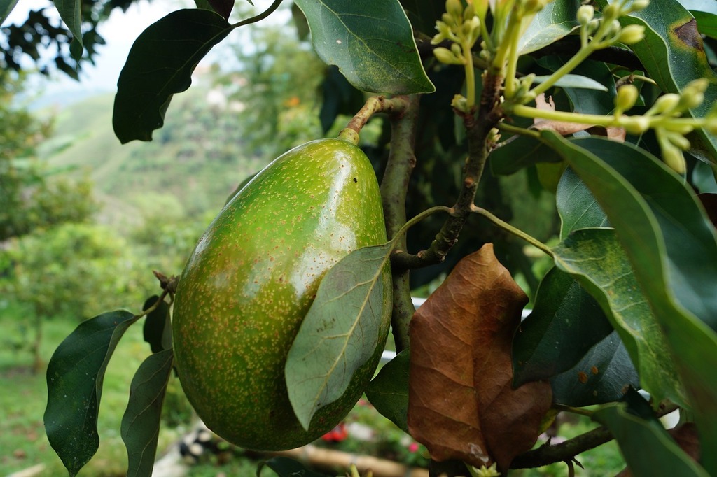 Faire Pousser un Avocat : Guide Complet de Germination - Aménagement -