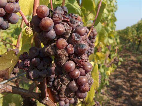 Gérer la Botrytis : Prévention et Traitement contre la Pourriture Grise – Le saviez-vous | Gérer la Botrytis : Prévention et Traitement contre la Pourriture Grise - Le saviez-vous -