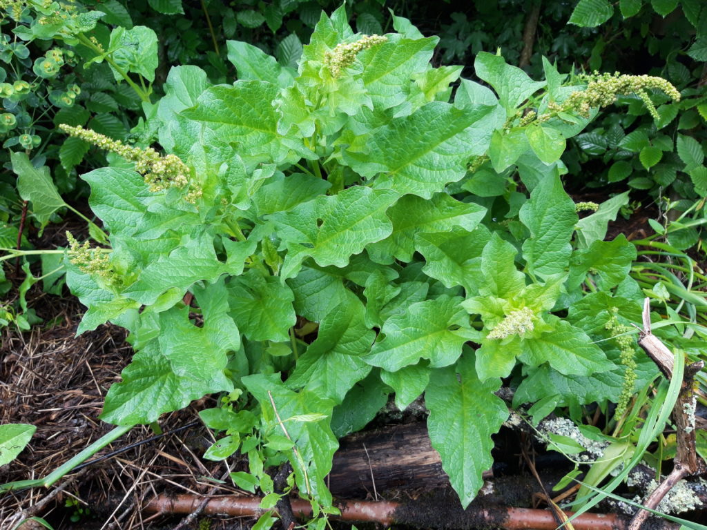 Chénopode Bon-Henri : L'Épinard Sauvage qui Réenchante vos Plats - Apprentissage -