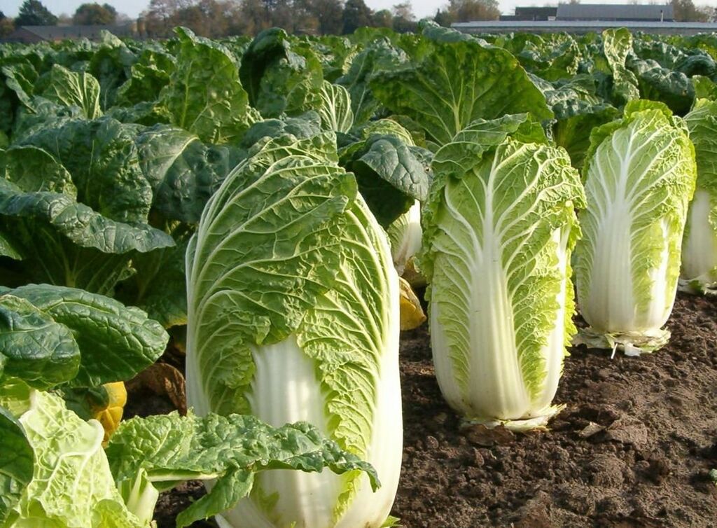 Création d'un Potager Oriental : L'Art de Cultiver la Saveur et l'Exotisme – Apprentissage | Création d'un Potager Oriental : L'Art de Cultiver la Saveur et l'Exotisme - Apprentissage -