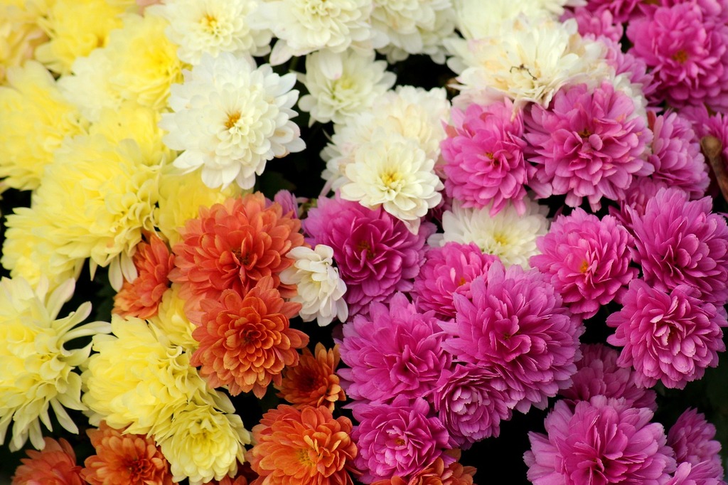 Chrysanthemum coccineum: Une Touche de Rose dans votre Jardin - Apprentissage -
