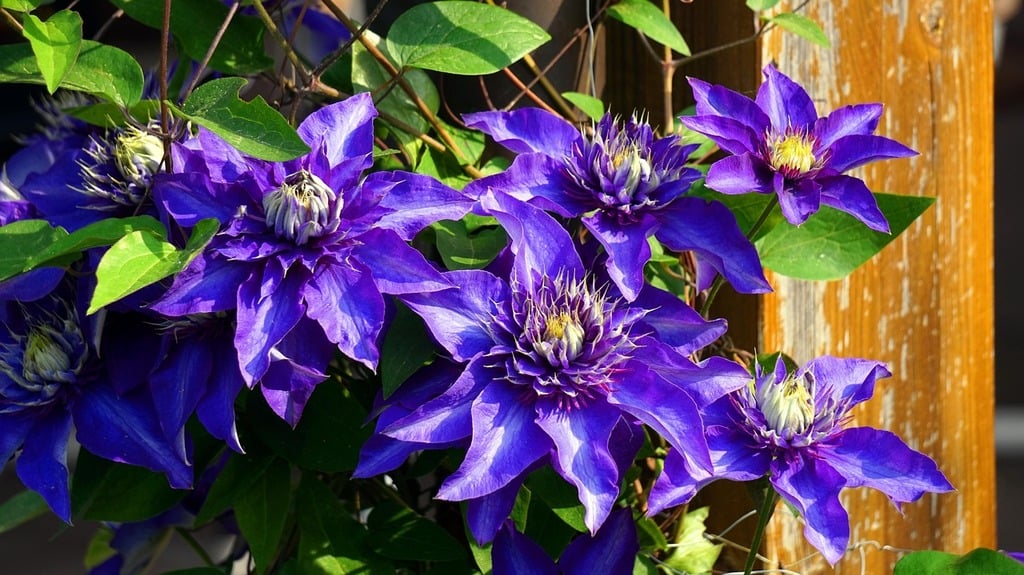 Clematis : Une Fleuraison Toute l'Année - Aménagement -