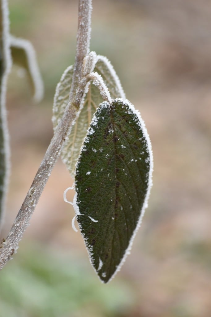 Attention aux Signes de Gel pour vos Plantes! – Le saviez-vous | Attention aux Signes de Gel pour vos Plantes! - Le saviez-vous -