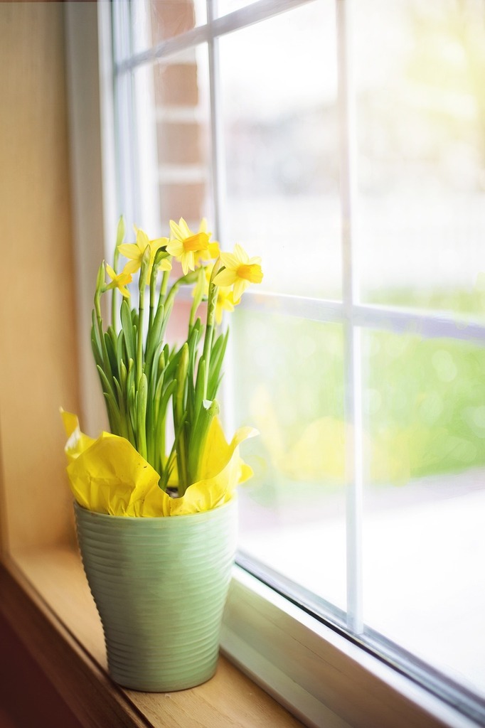 Cultiver des Tulipes Botaniques en Pot : Élégance Printanière sur vos Balcons - Apprentissage -