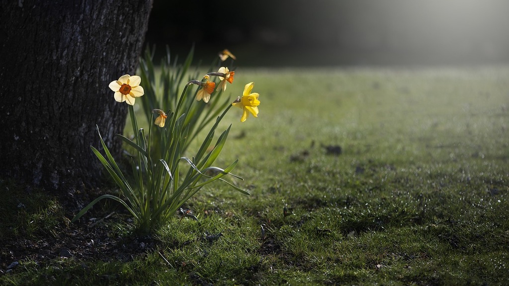 Narcisses et Jonquilles : Éclats Printaniers - Jardin -