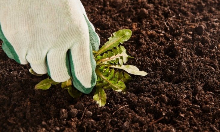 Désherber Naturellement : Recettes Maison sans Pesticides ! - Le saviez-vous -