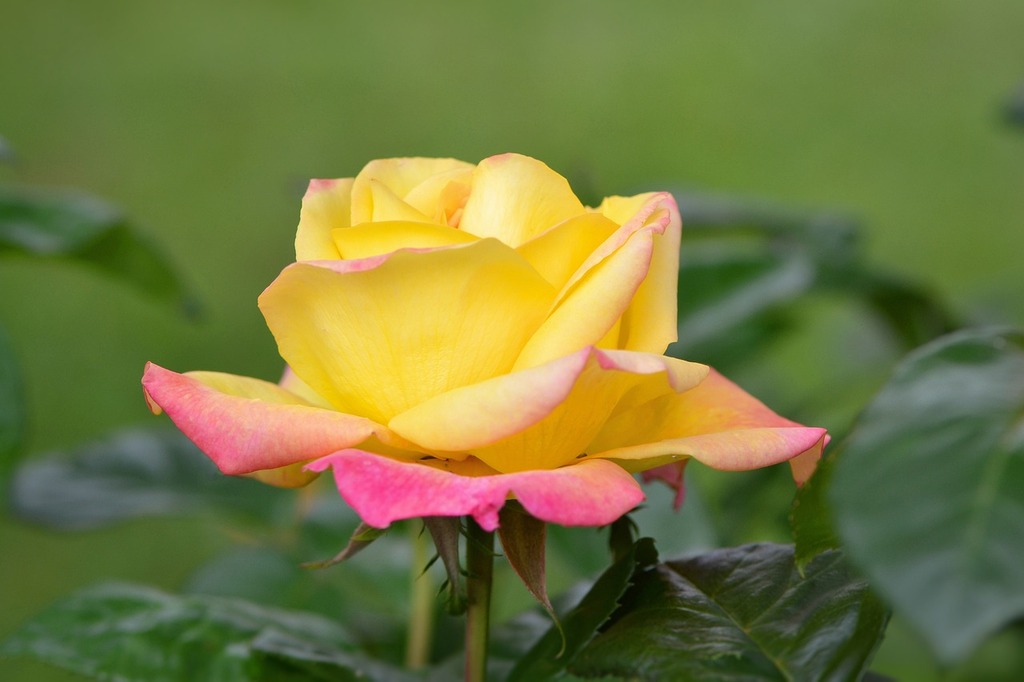 Astuces pour Maintenir la Fraîcheur des Fleurs Coupées – Le saviez-vous | Astuces pour Maintenir la Fraîcheur des Fleurs Coupées - Le saviez-vous -