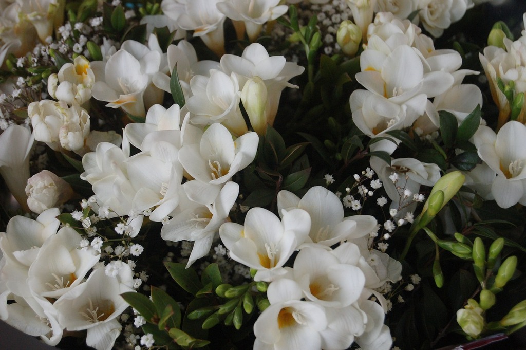 Prolongez la Beauté de Vos Fleurs Après les Fêtes – Apprentissage | Prolongez la Beauté de Vos Fleurs Après les Fêtes - Apprentissage -