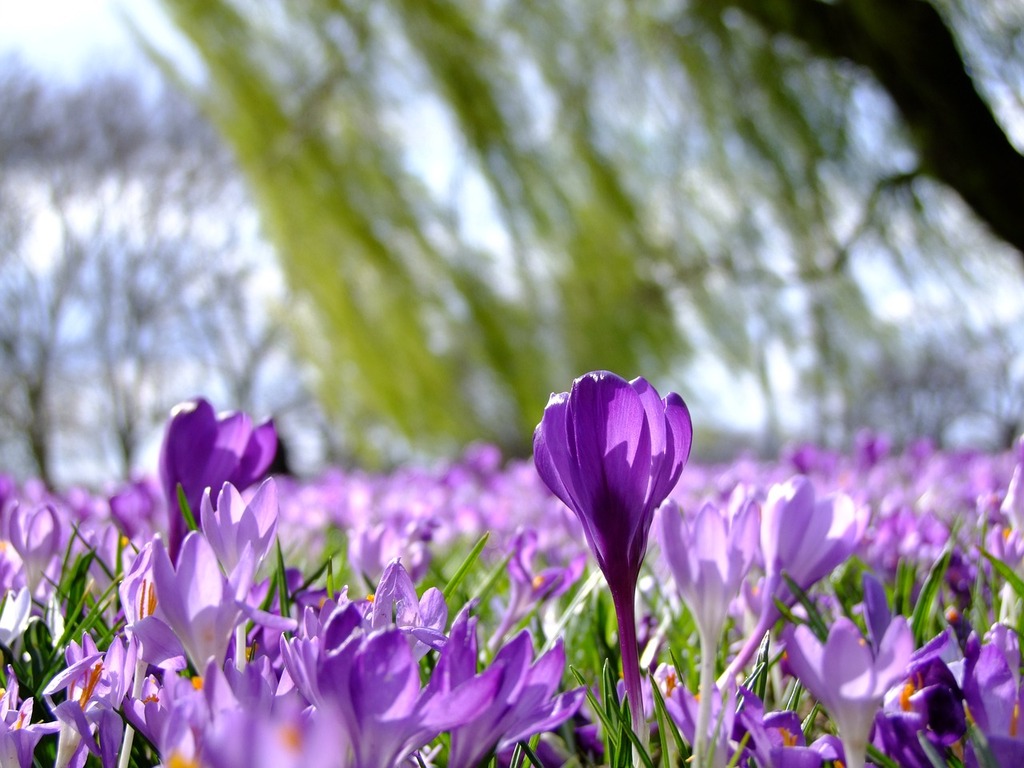 Crocus : La Douce Symphonie Printanière - Fleur -