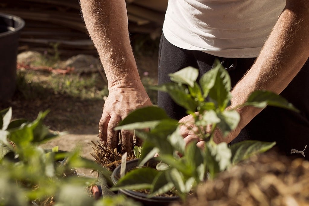 Propagation des Semis Naturels du Jardin – Apprentissage | Propagation des Semis Naturels du Jardin - Apprentissage -