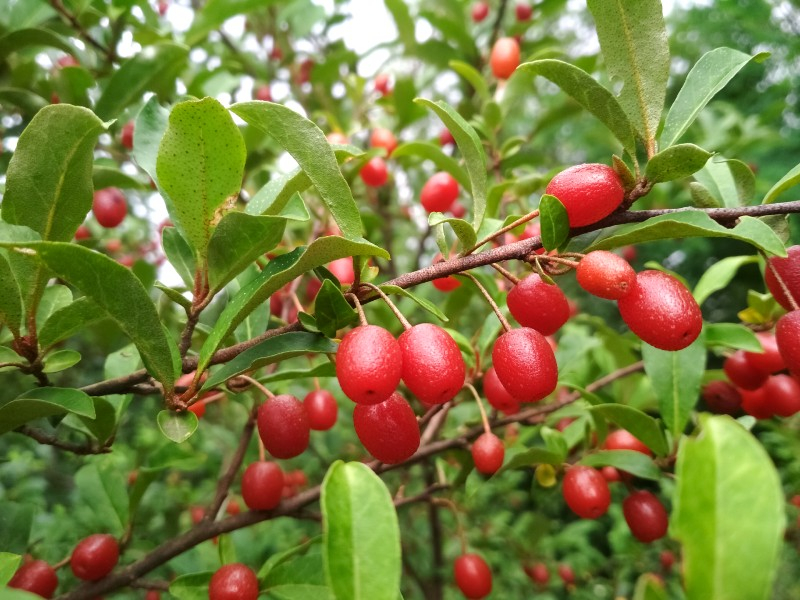 Découvrez le Goumi du Japon : Un Trésor Méconnu pour Votre Jardin – Aménagement | Découvrez le Goumi du Japon : Un Trésor Méconnu pour Votre Jardin - Aménagement -